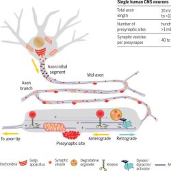 Pair each type of axonal transport with its definition.